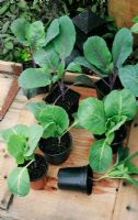 Seed raised red and green Brassica - Cabbage plants that have been potted up and grown on so they get off to a flying start when planted out
