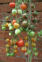 Tomato trusses hung up to ripen against a warm brick wall. Tomato 'Black Cherry', 'Sungold', 'Tomatoberry' and 'Moneymaker'                               