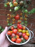 Tomato trusses hung up to ripen against a warm brick wall and picked fruit in a colander . Tomato 'Black Cherry', 'Sungold', 'Tomatoberry' and 'Moneymaker'                                          
