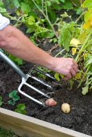 Digging up Solanum tuberosum - Potato 'Rocket'