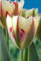 Tulipa 'Flaming Springgreen' - Tulip, Viridiflora Group, April