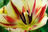 Tulipa 'Flaming Springgreen' - Tulip, Viridiflora Group, April

