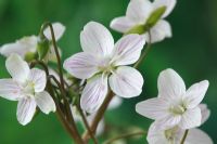 Claytonia virginica - Purslane, Spring Beauty, April