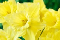 Narcissus 'Best Seller' - Daffodil, Div 1 Trumpet. The trumpet fades from yellow to creamy white as flower ages, March
