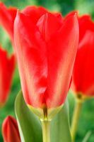 Tulipa 'Madame Lefeber'. Tulip Fosteriana group  Also known as 'Red Emperor'