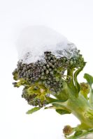 Purple sprouting brocolli covered in snow and ice in winter snow allotment