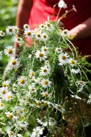 Picking Wild Chamomile - Growing Together Nursery 
