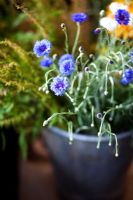 Centaurea - Blue Cornflower in bucket - Growing Together Nursery