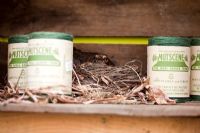 Turdus merula - Blackbird nesting in shop display on wooden shelf - Growing Together Nursery