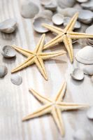 White shells and starfish