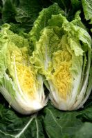Brassica sp - Chinese Cabbage 'One Kilo'
