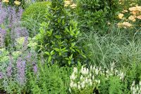 Summer bed with Nepeta, Buxus, Achillea, Carex and Laurus nobilis. John Everiss 'Inside Out' garden. RHS Tatton Flower Show 2011