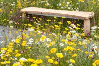 Wildflower beds with Chrysanthemum segetum - Corn Marigold and Leucanthemum vulgare syn and Chrysanthemum - Ox Eye Daisy and decorative wooden bench in 'A Stitch in Time Saves Nine' garden designed by Daniela Coray. RHS Tatton Flower Garden 2011