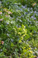Shade planting with Helleborus and Scilla bythynica at RHS Garden, Wisley, Surrey 