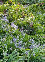 Shade planting with Helleborus and Scilla bythynica at RHS Garden, Wisley, Surrey 
