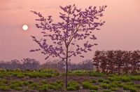 Prunus 'Accolade' at sunset, RHS Wisley, Surrey
