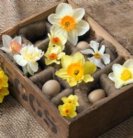 Old wooden egg box filled with Narcissus 'Edward Buxton', 'Actaea', 'Fowey', 'Matador', 'Red Devon', 'Camilla', 'White lion' and 'Golden Dawn'