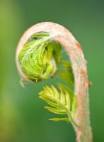 Emerging spring bud of Osmunda regalis - royal fern