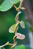 Actinidia chinensis - Kiwi 'Hayward', RHS Rosemoor, Devon 
