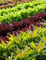 Salad crops growing in rows - RHS Rosemoor, Devon 
