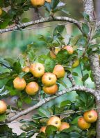 Espaliered Malus - Apple tree - RHS Rosemoor, Devon 
 