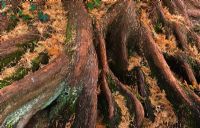 Metasequoia glyptostroboides - Dawn Redwood roots, RHS Wisley 
