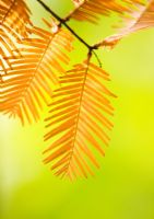 Metasequoia glyptostroboides - Dawn Redwood, RHS Wisley 
