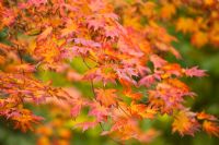 Autumn foliage of Acer 'Shirasawanum' at Westonbirt Arboretum