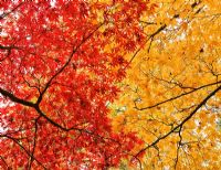 Autumn foliage on Acers
