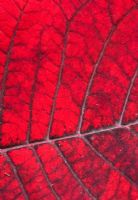 Poinsettia - Euphorbia pulcherrima 'Infinity Red' 
