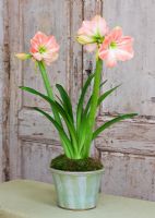Amaryllis - Hippeastrum 'Darling' in green glazed container