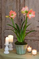 Amaryllis - Hippeastrum 'Darling' in green glazed container
