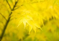 Acer palmatum 'Shidava Gold'
