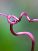 Close up of the tendrils of Cobaea scandens - Cup and Saucer plant