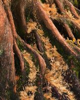 Metasequoia glyptostroboides - roots of the tree