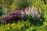 Penstemon 'Alice Hindley', Hemerocallis and Geranium pratense dark leaved seedlings - Meadow Farm, Worcestershire 
 