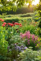 'Betty's Border' - Papaver somniferum, Campanula glomerata 'Caroline' and Penstemon 'Just Jayne' - Meadow Farm, Worcestershire 