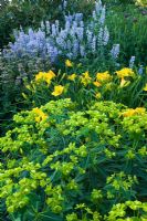 Galega 'His Majesty', Hemerocallis 'Jake Russell' and Euphorbia schillingii - Meadow Farm, Worcestershire 

