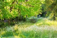 Meadow with wooden bench