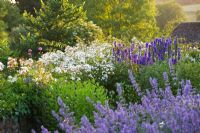 Informal borders with blue and white colour theme. Nepeta - Catmint in foreground
