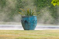 Phormium - New Zealand Flax, in large pot by swimming pool 
