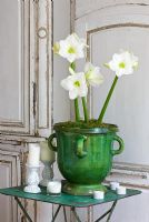 Amaryllis - Hippeastrum 'Christmas Gift' in green glazed container