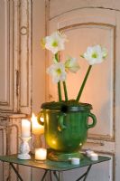 Amaryllis - Hippeastrum 'Christmas Gift' in green glazed container
