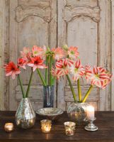 Table arrangement with Amaryllis - Hippeastrum 'Clown', 'Charisma' and 'Darling' in containers