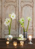 Amaryllis - Hippeastrum 'Christmas Gift' in green glazed container

