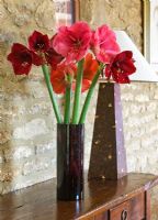 Glass container with cut flowers of Amaryllis - Hippeastrum 'Desire', 'Ferrari' and 'Benfica'