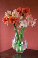 Vase filled with cut flowers of Amaryllis - Hippeastrum 'Desire' and 'Darling'