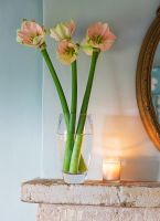 Mantlepiece with mirror and glass container with Amaryllis - Hippeastrum 'Cherry Blossom'

