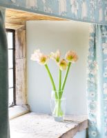 Windowsill in blue bedroom with glass container with Amaryllis - Hippeastrum 'Cherry Blossom'
