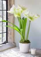 Windowsill with white container planted with Amaryllis - Hippeastrum 'Challenger'